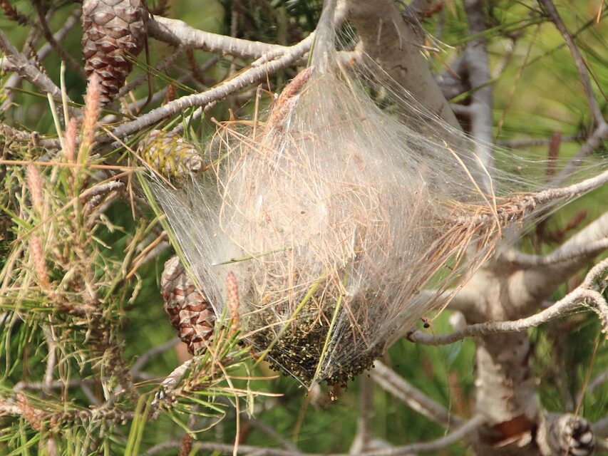 nid chenilles processionnaires